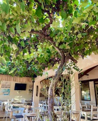 a restaurant with tables and chairs under a tree